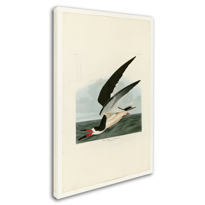 « black reproduction » par john james audubon, reproduction sur toile tendue, H 19 po x l 12 po