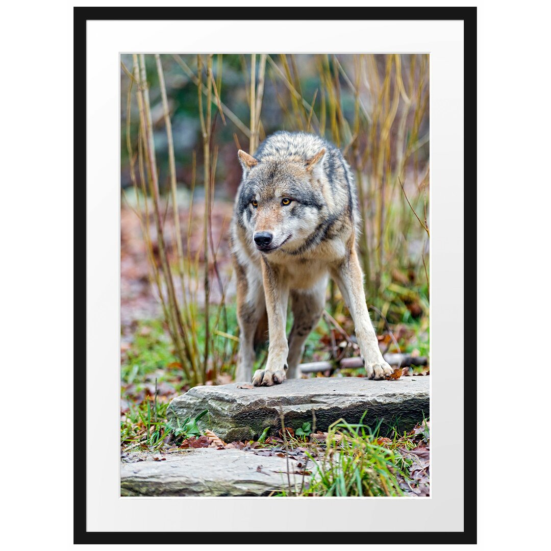 Gerahmtes Poster Lauernder Wolf