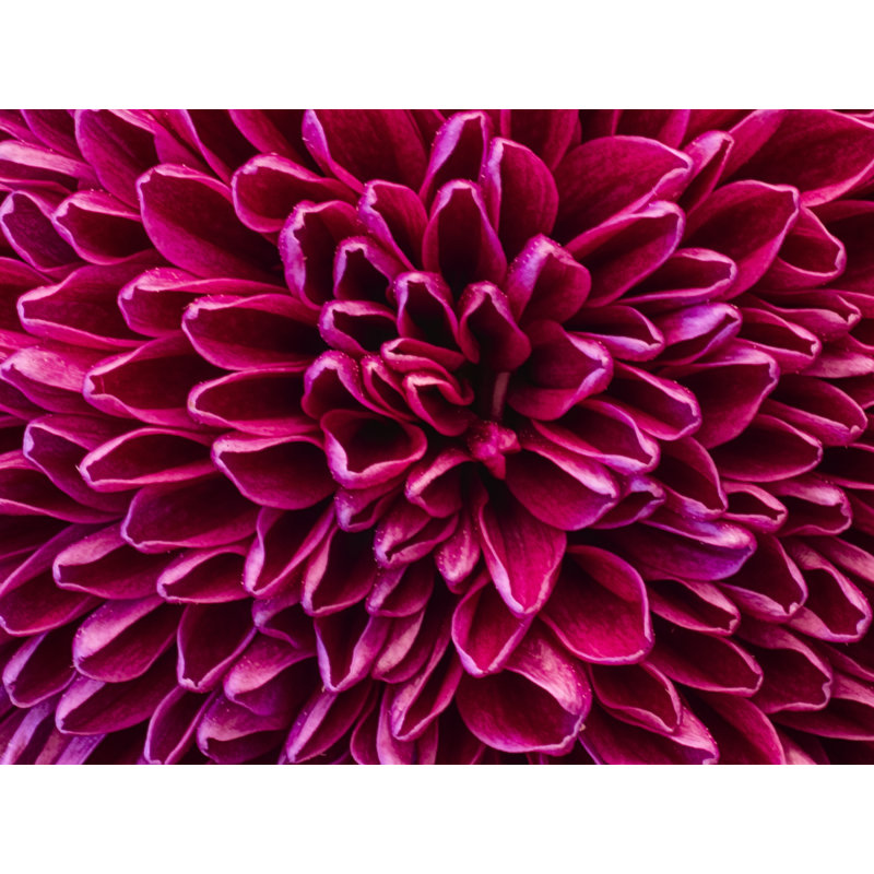 Mauve par Harold Davis - photographie, Papier avec cadre simple noir, 24" H x 30" W