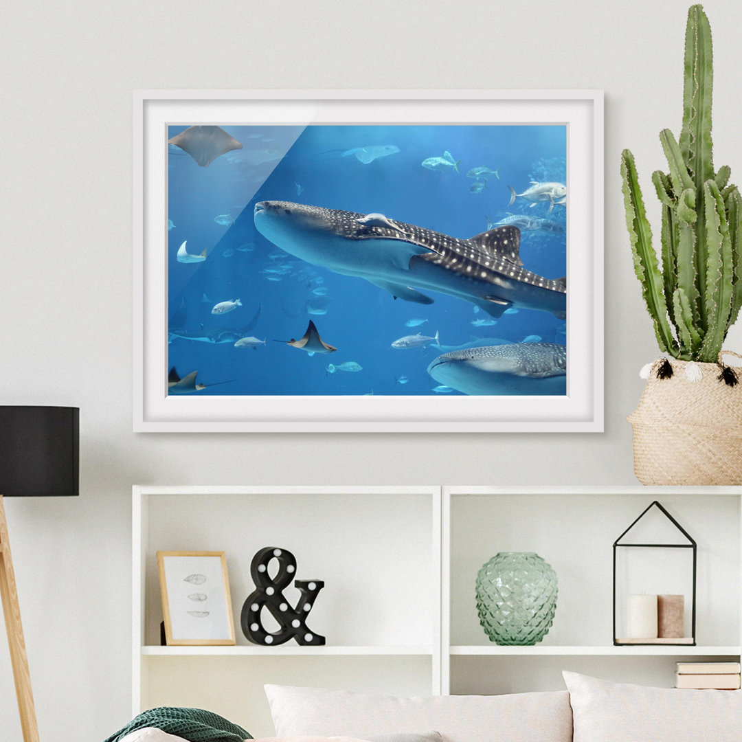 Gerahmtes Poster Fische im Meer