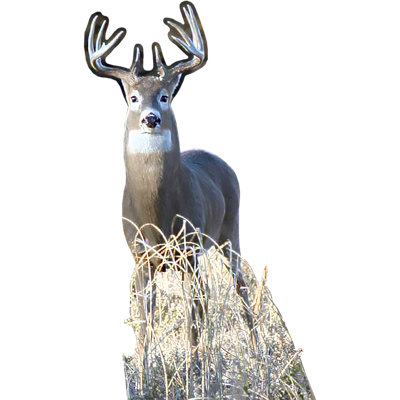 Standup Tail Buck Deer