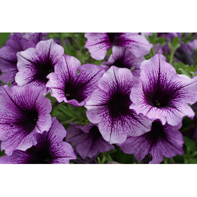 Pétunias mauves - photographie sur toile tendue