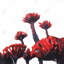 Fleurs tropicales rouges - reproduction exotique avec passe-partout