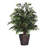 48'' Faux Smilax Tree in Wicker/Rattan Basket