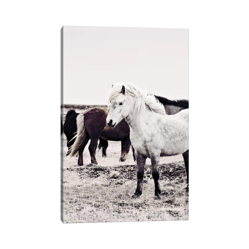 Iceland Horse Bjarmi by Monika Strigel - Wrapped Canvas Print, 20.32 cm H x 30.48 cm W