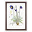 Himalayan Blue Poppy by W. H. Fitch - Picture Frame Painting Print-55580299-55580302
