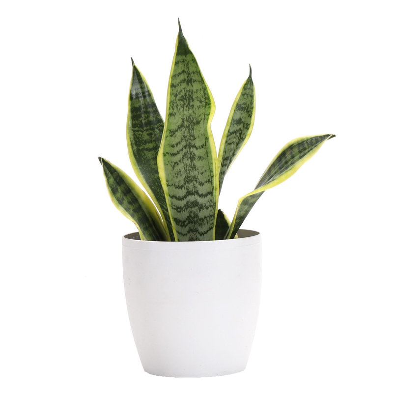 Live Laurentii Snake Plant in Classic Pot, White