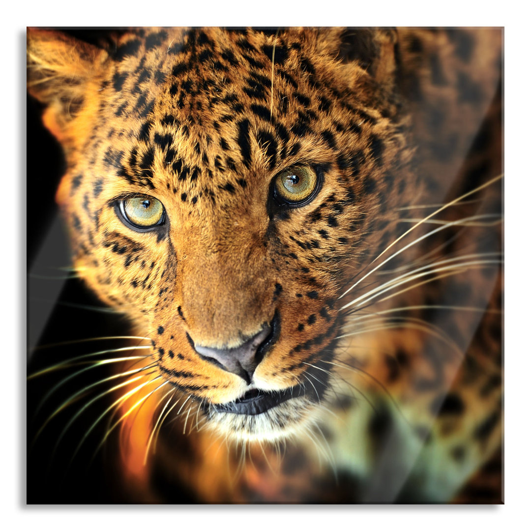 Glasbild Anmutiger Leopard