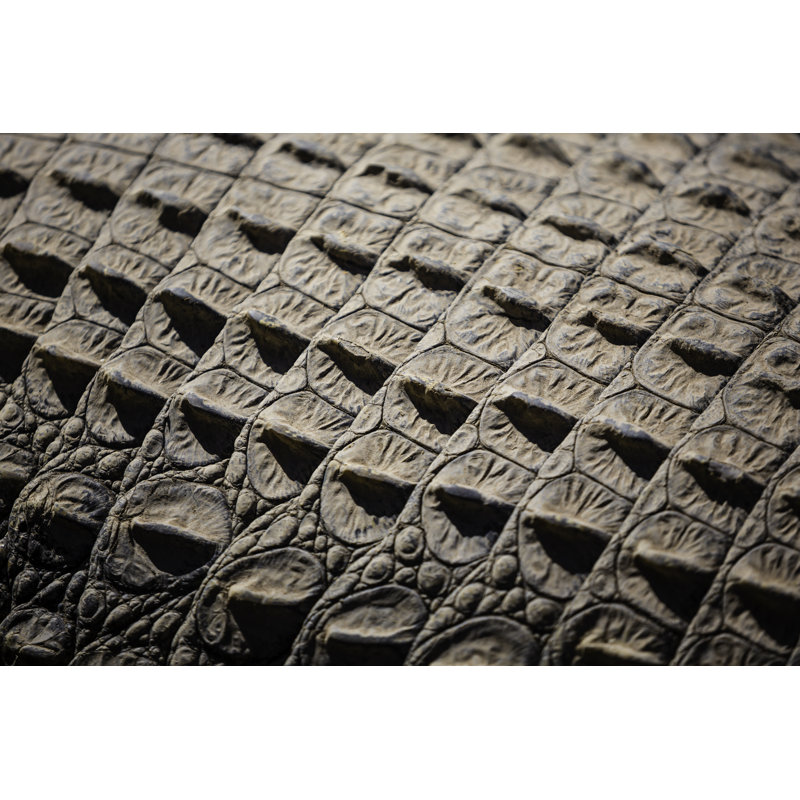 Peau de crocodile par Adam Smigielski, H 32 po x l 48 po