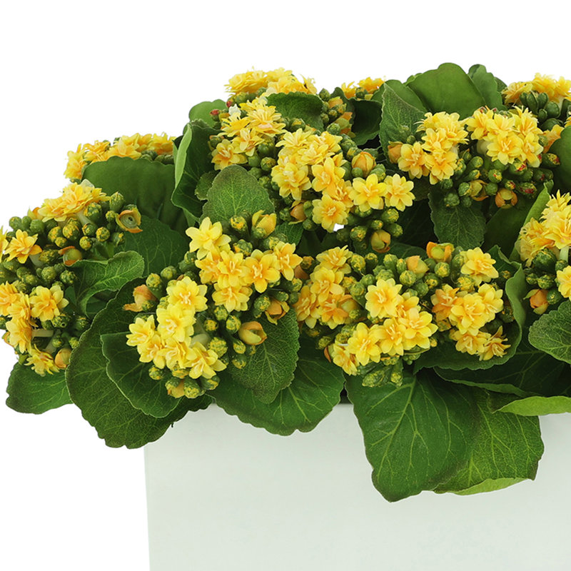 Kalanchoes Arranged Mixed in Rectangular Planter