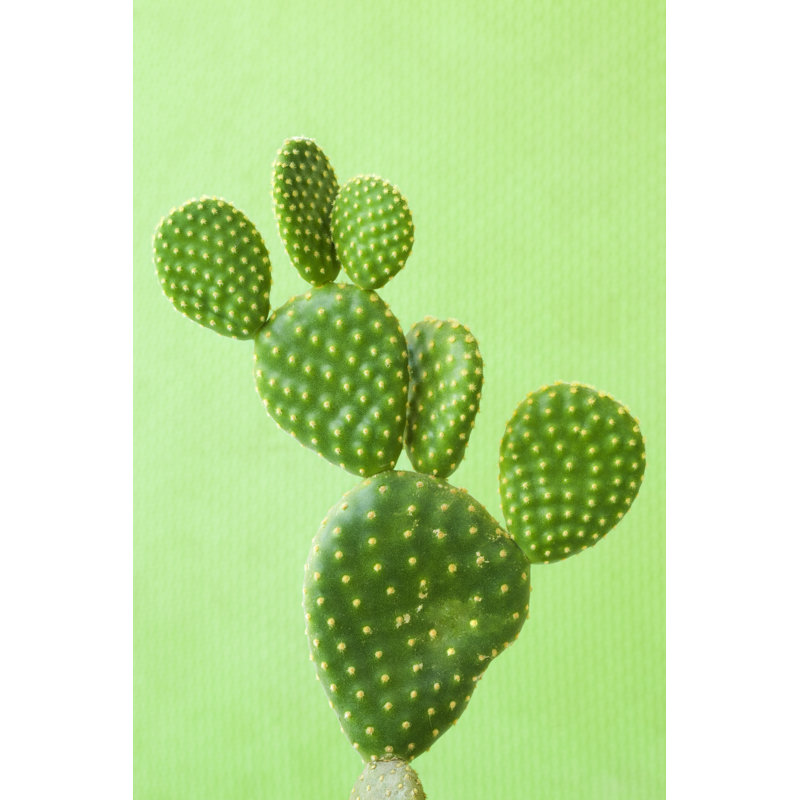 Cactus - Wrapped Canvas Print, 122cm H x 81cm W x 3.8cm D