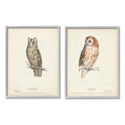 Owl Breeds