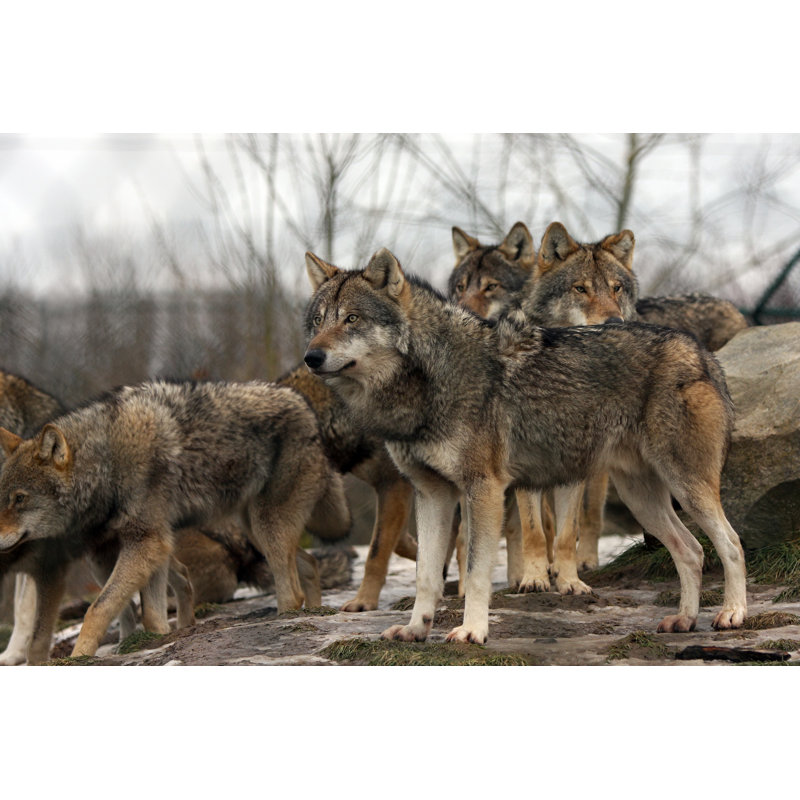 Group Wolves by Madcorona - Wrapped Canvas Print, 30Cm H x 46Cm W
