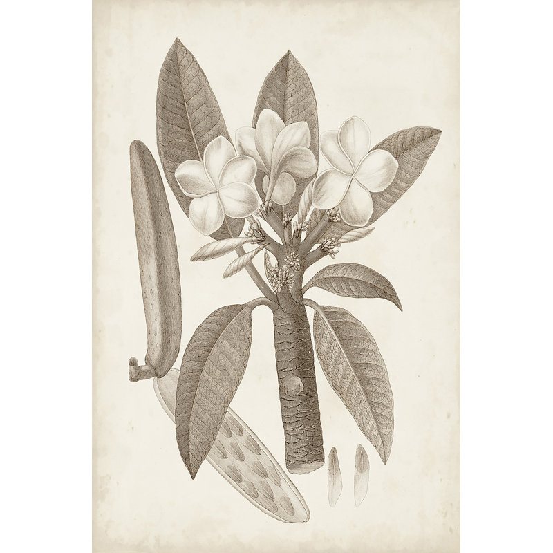 Antique Sepia Botanicals VII - Print on Canvas, 91 cm H x 61 cm W, Black Floater Framed