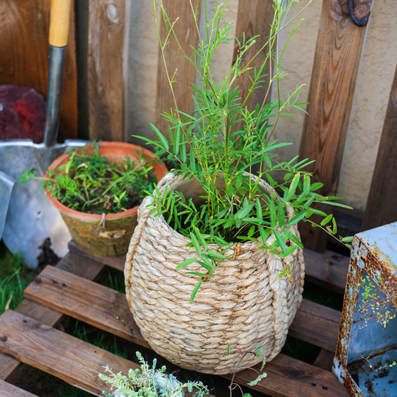 Nairobi Pot Planter, 29.5" H x 8.66" W x 9.1" D