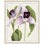 Orchid 4 Print