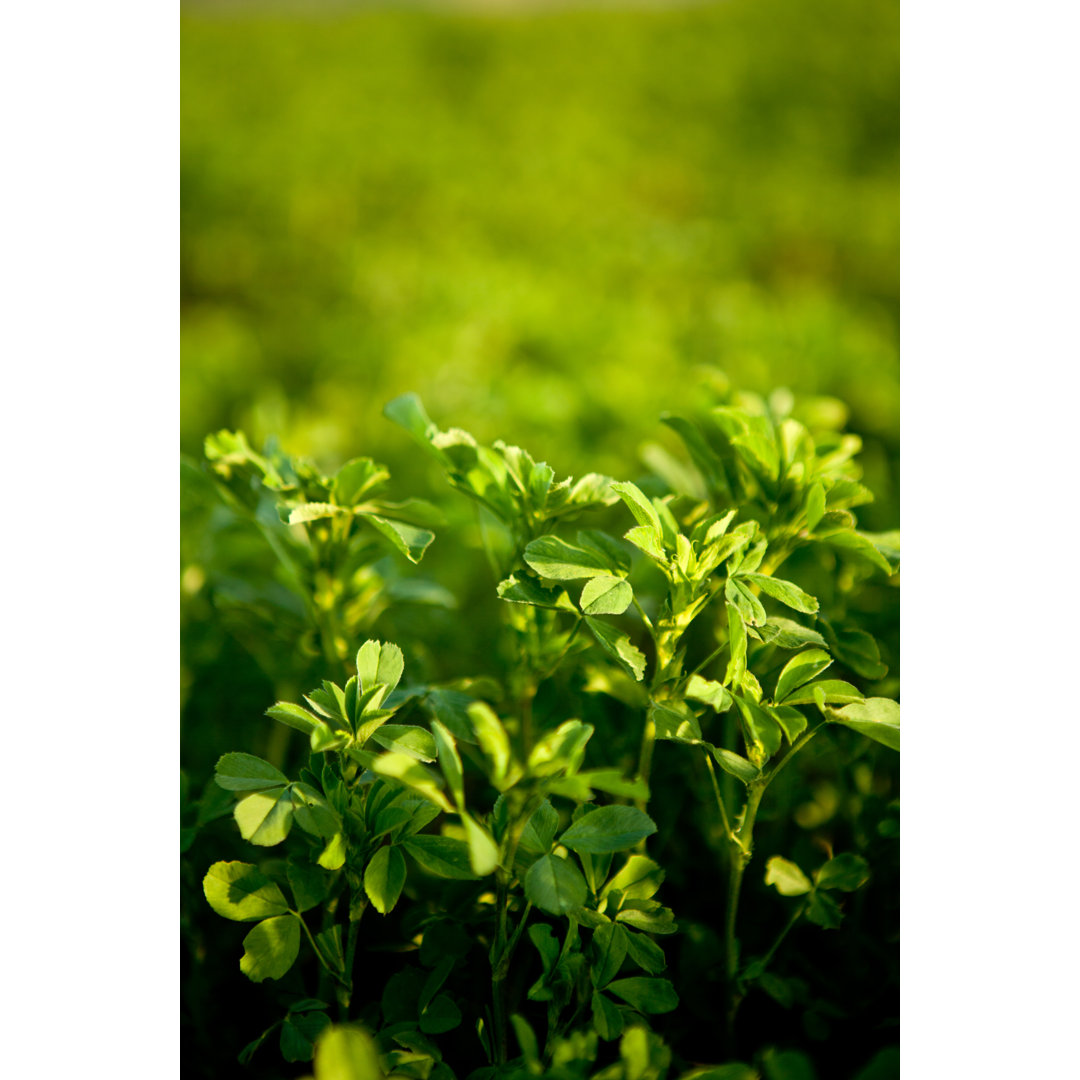 Leinwandbild Alfalfa