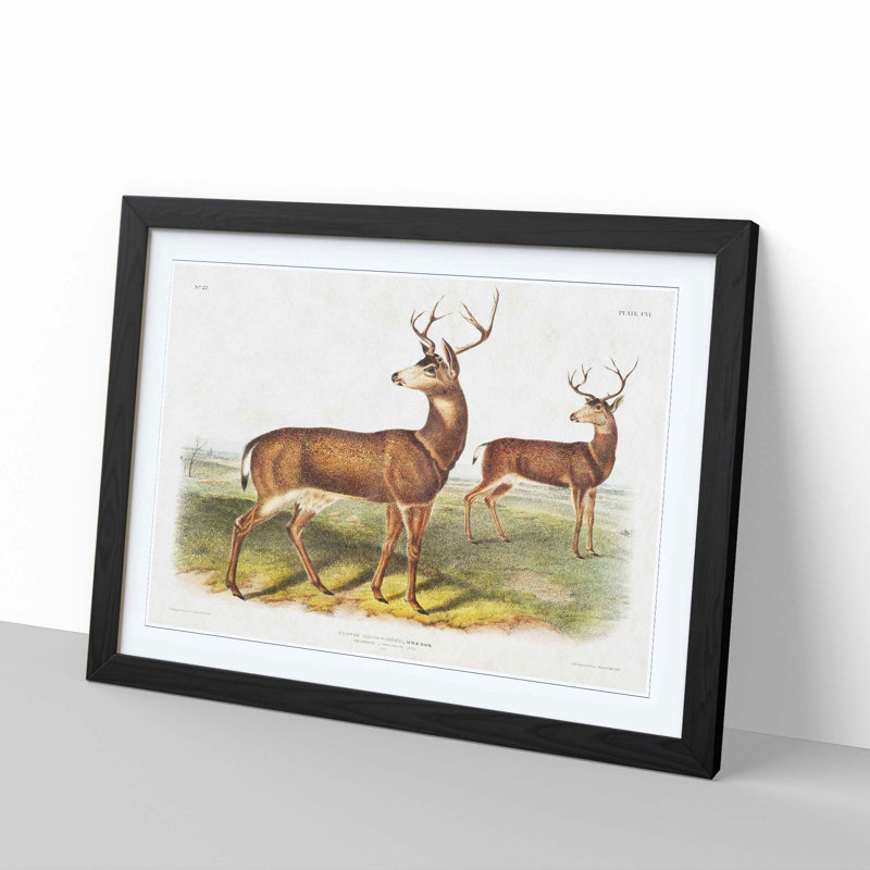 Columbian Black-Tailed Deer by J.W. Audubon - Picture Frame Painting, Black Framed, 48cm H x 65cm W x 2cm D