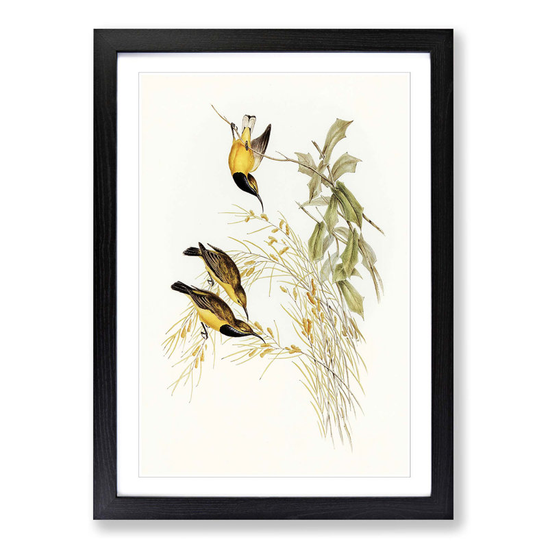 Australian Sunbirds by Elizabeth Gould - Single Picture Frame Painting, Black Framed, 63cm H x 45cm W x 2cm D
