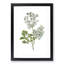 Coriander Flowers Illustration - Picture Frame Painting Print-55510322-55510323