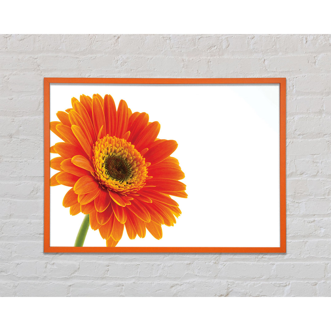 Gorgeous Orange Gerbera - Einzelner Bilderrahmen Kunstdrucke