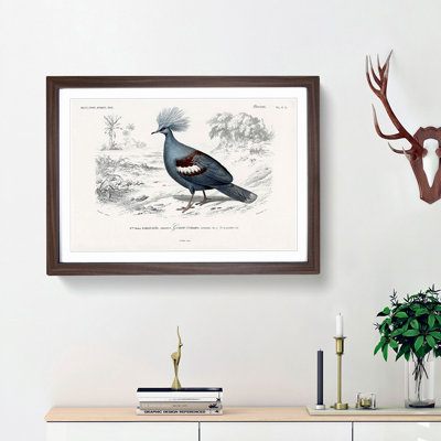 Crowned Pigeon Illustration by Charles D Orbigny - Framed Print