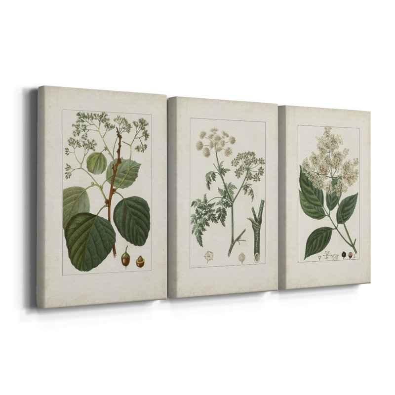 Antique Turpin Botanical IV - Toile tendue avec châssis sur mesure - 3 pièces, H 36 po x l 72 po