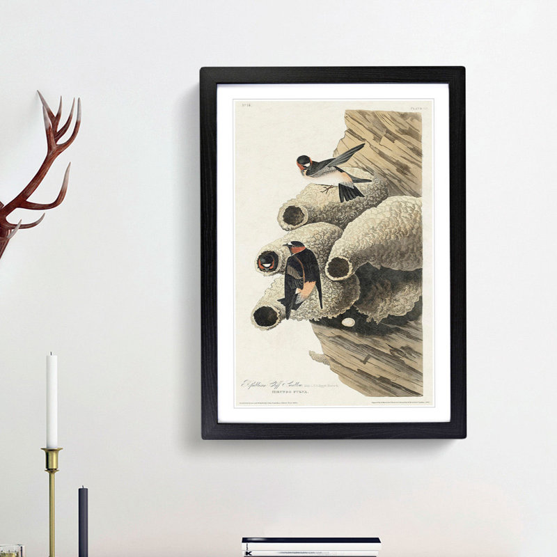 Cliff Swallows by John Audubon - Picture Frame Painting Print, Black Framed, 48cm H x 36cm W x 2cm D