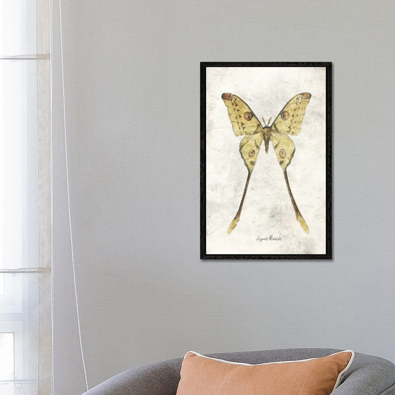 Argema Mimosae by Mike Koubou - Print on Canvas, Black Framed, 66.04cm H x 45.72cm W x 3.81cm D