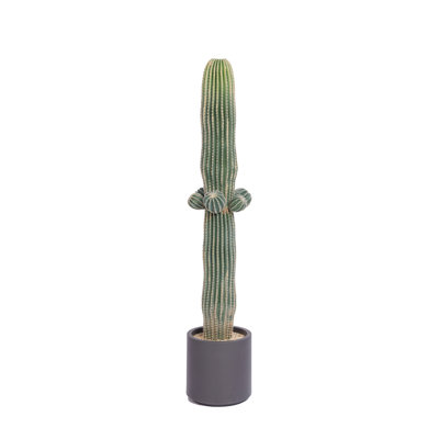 Keper 54.34'' Faux Cactus Tree in Pot