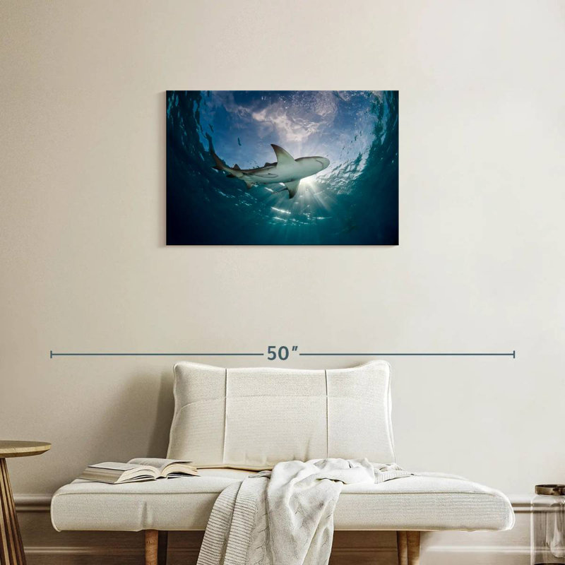 Requin-citron Brampt dans l'eau
