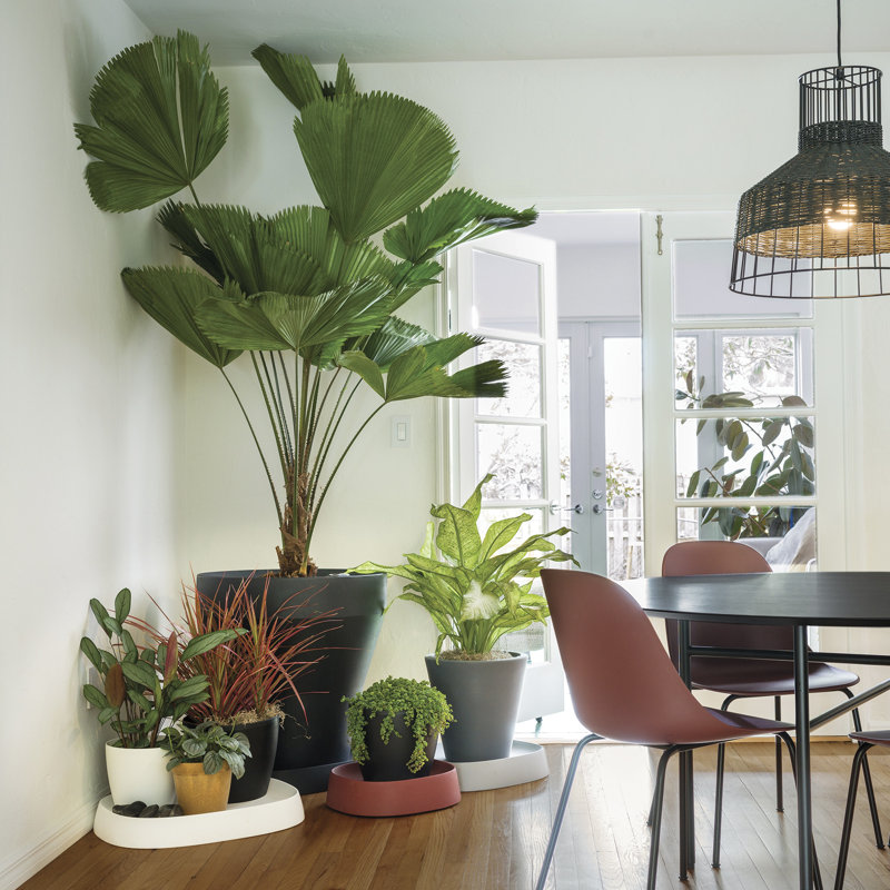 Bark Brown Durable Modern Plant Caddy with Hidden Casters