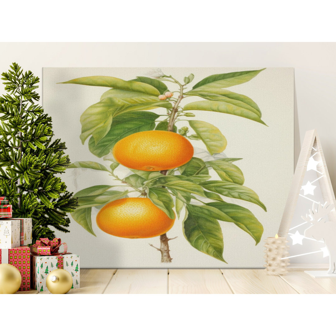 Vintage Orange Tree Botanical Wall Art