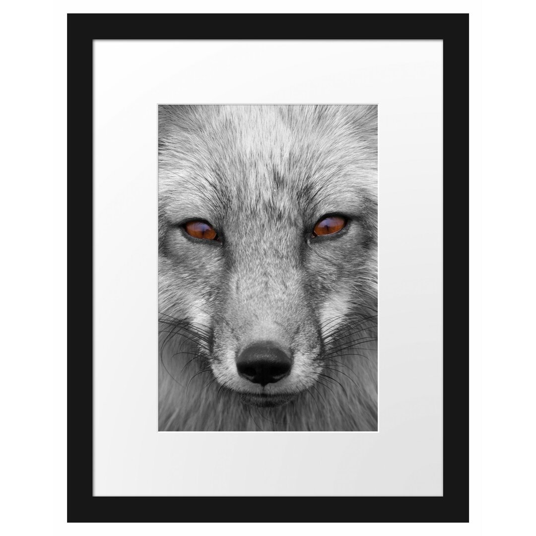 Gerahmtes Poster Wunderschöner Fuchs im Portrait