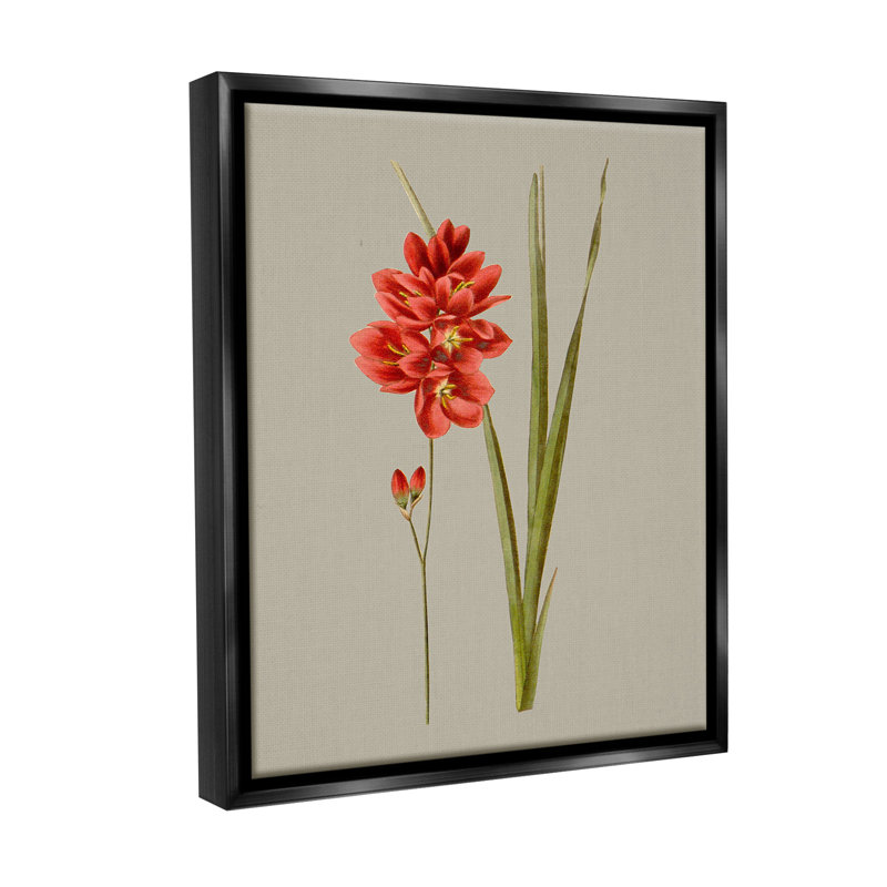 «Red Traditional Botanical Floater Frame» par Vision Studio sur, Cadre flottant noir de jais, H 21 po x l 17 po