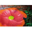Meranda Metal Single Tier Birdbath