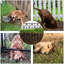 Enclos pour animaux Barrier-84521062-84471851