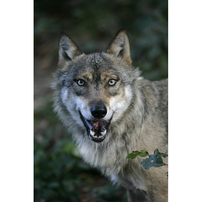 Grey Wolf by MikeLane45 - Wrapped Canvas Print, 122cm H x 81cm W