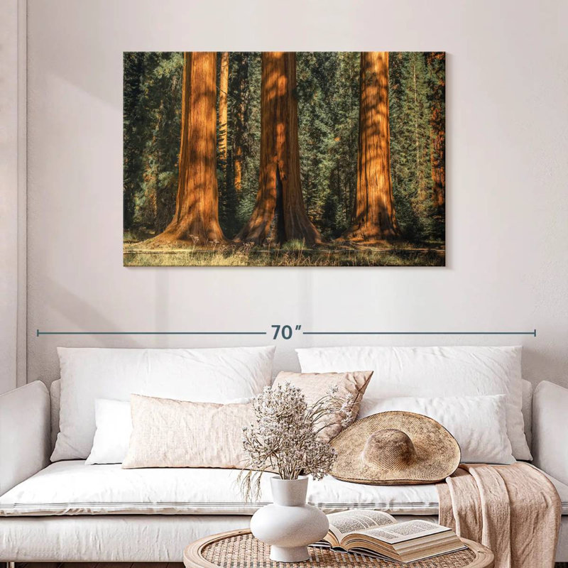 Arbres centenaires du parc Sequoia, H 30 po x l 45 po