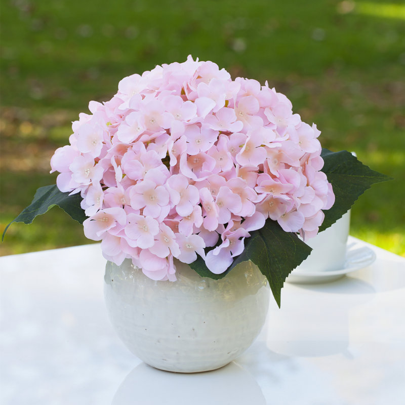 Arrangement floral d'hortensias en pot, Rougir