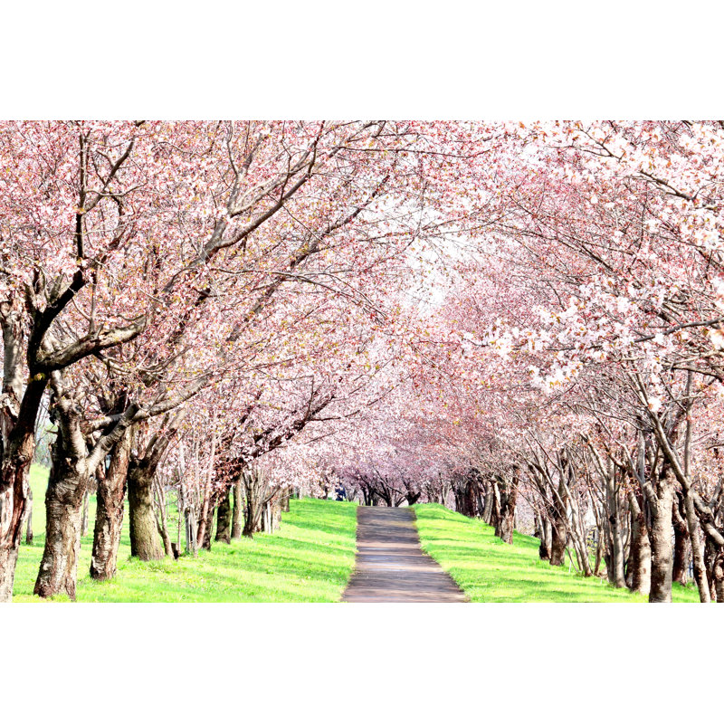 Cherry Tunnel - Wrapped Canvas Print, 30cm H x 46cm W x 3.8cm D