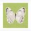 White Monarch In Green Giclee Print by Dana Gibson