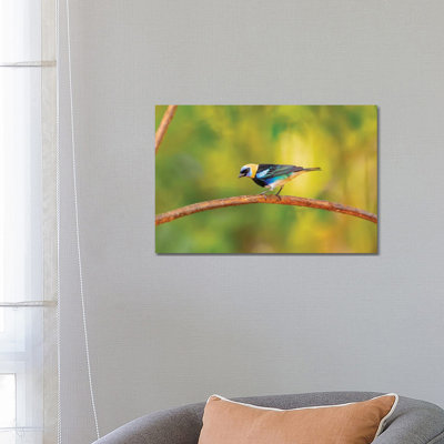 Central America, Costa Rica. Male Golden-hooded Tanager. by Jaynes Gallery - Wrapped Canvas Print