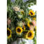 Centres de tournesol en paquet