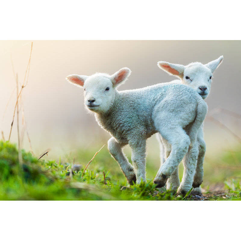 Cute Young Lambs On Pasture by Jag_cz - Wrapped Canvas Print, 51cm H x 76cm W x 3.8cm D