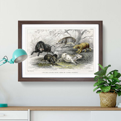 Wild Pig Illustration by Oliver Goldsmith - Framed Print