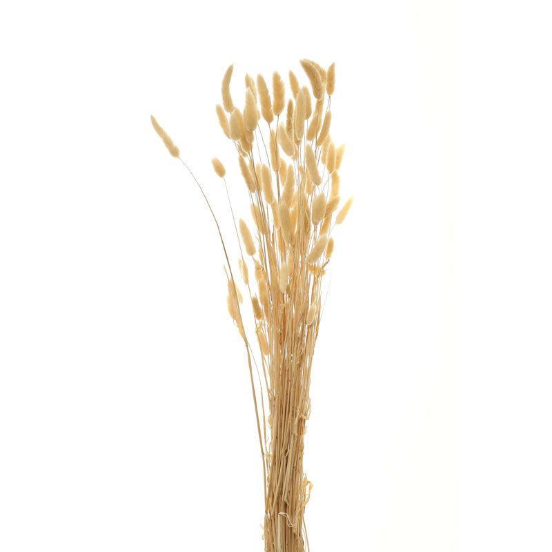 Antioca Arrangement