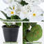 Pot de fleur de bégonia artificiel 1pc-372847861