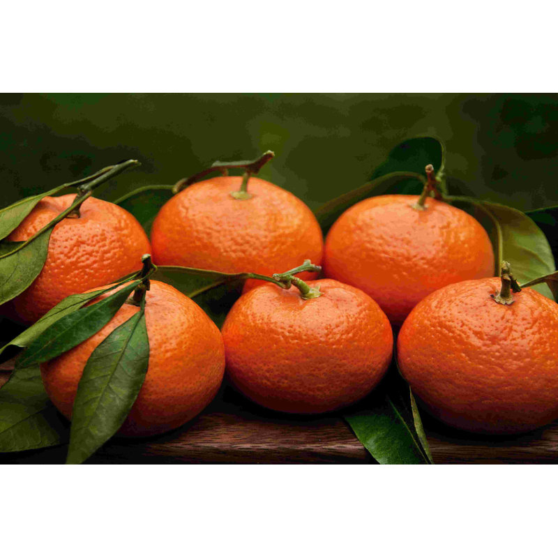 Mandarine Satsuma II 2855255, H 8 po x l 12 po