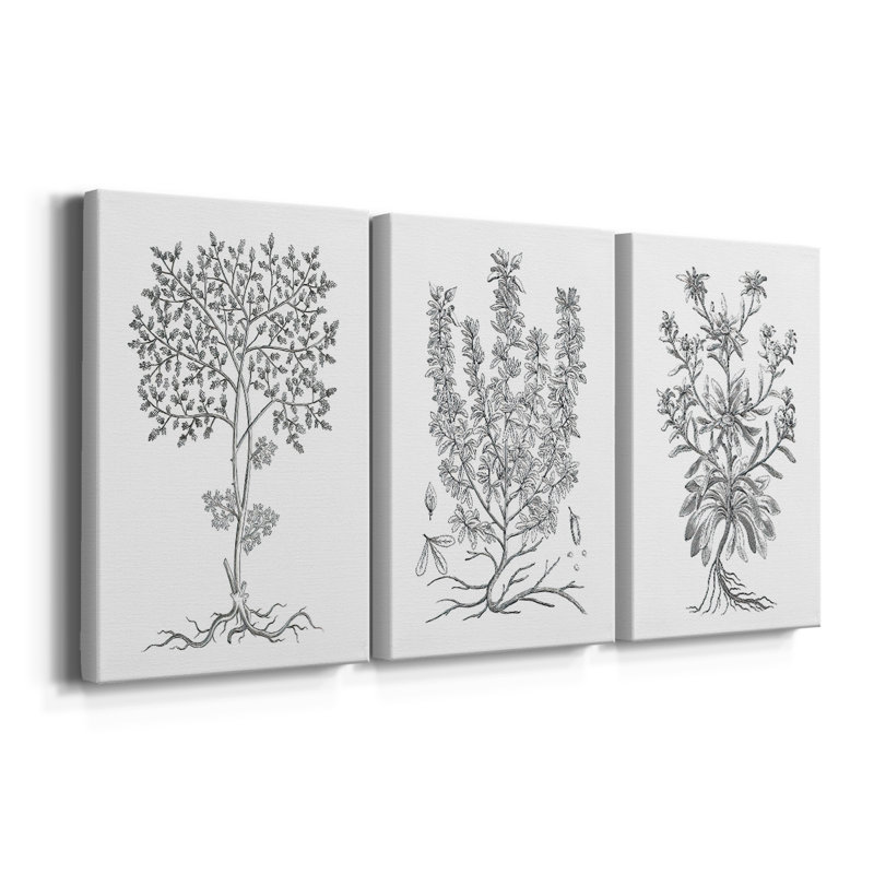 B&W Plant Specule IV - Toile tendue sur mesure avec châssis - 3 pièces, H 27 po x l 54 po